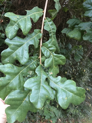 Bottomland post oak (Quercus similis)