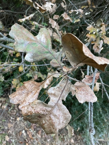 Bottomland post oak (Quercus similis)