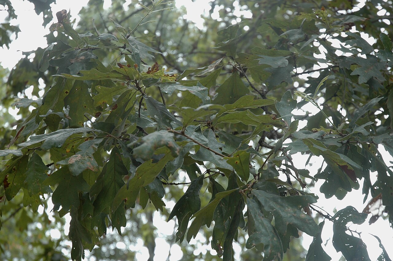 Bottomland post oak: Quercus similis
