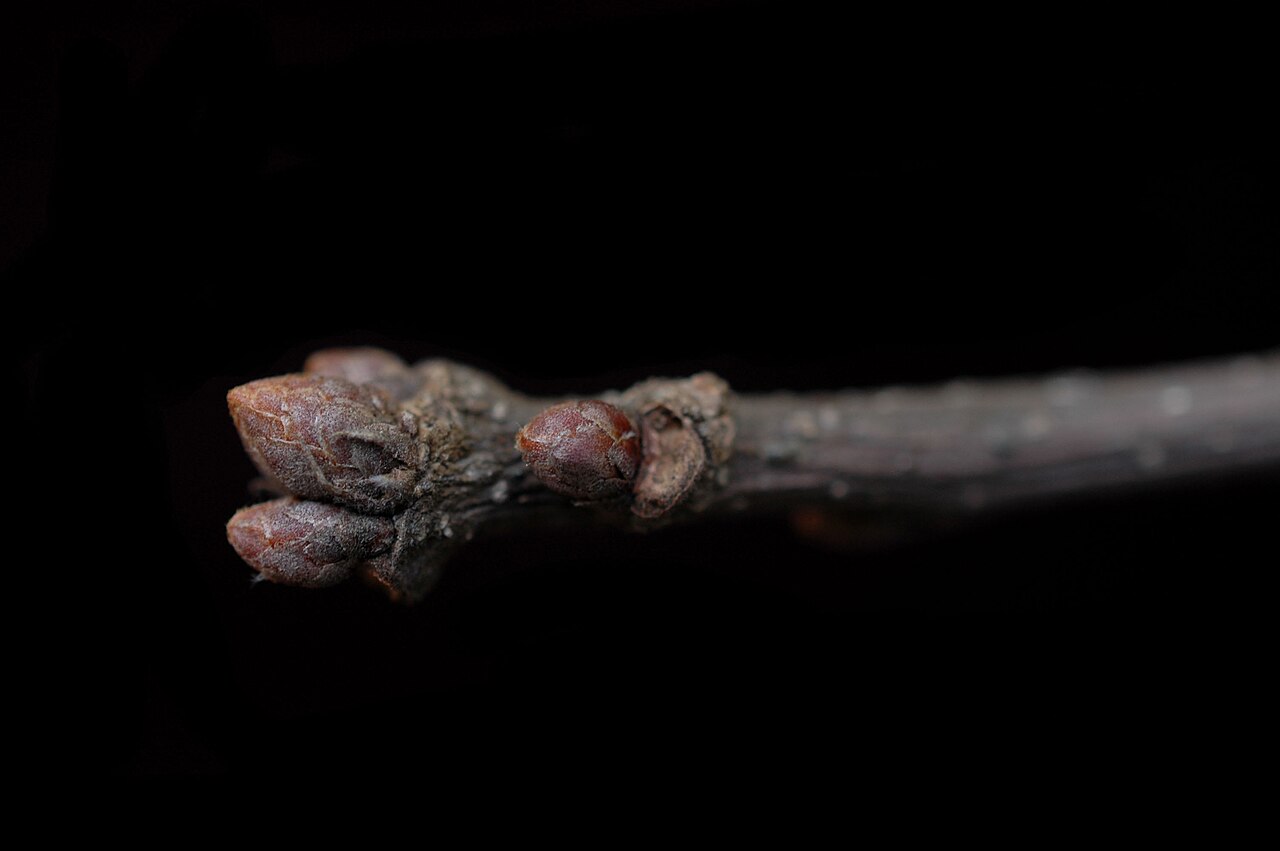 Bottomland post oak: Quercus similis