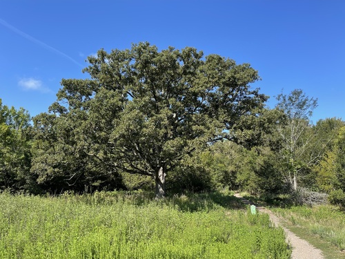 Bottomland post oak (Quercus similis)