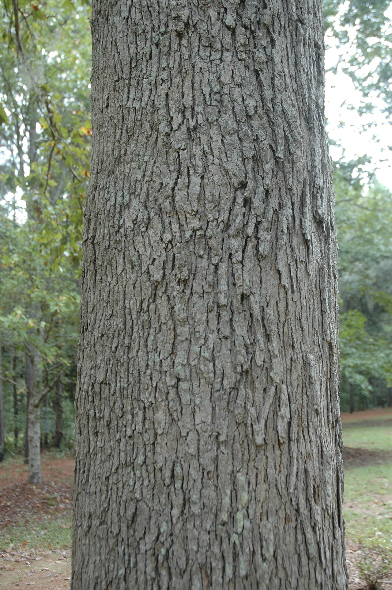 Bottomland post oak: Quercus similis