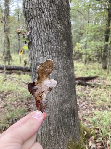 Bottomland post oak (Quercus similis)