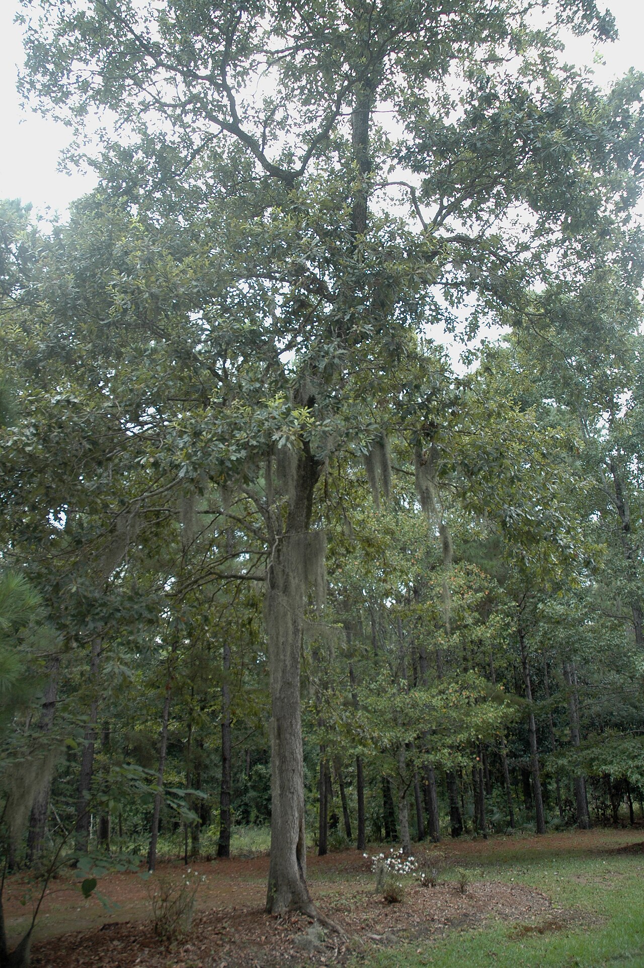 Bottomland post oak: Quercus similis