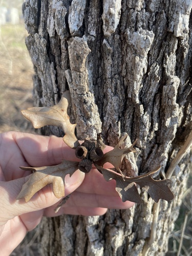 Bottomland post oak (Quercus similis)