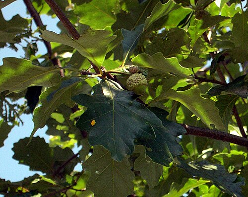 Bastard oak: Identified by the author as Durand oak. Foliage and ripening acorns of Quercus sinuata var. sinuata.