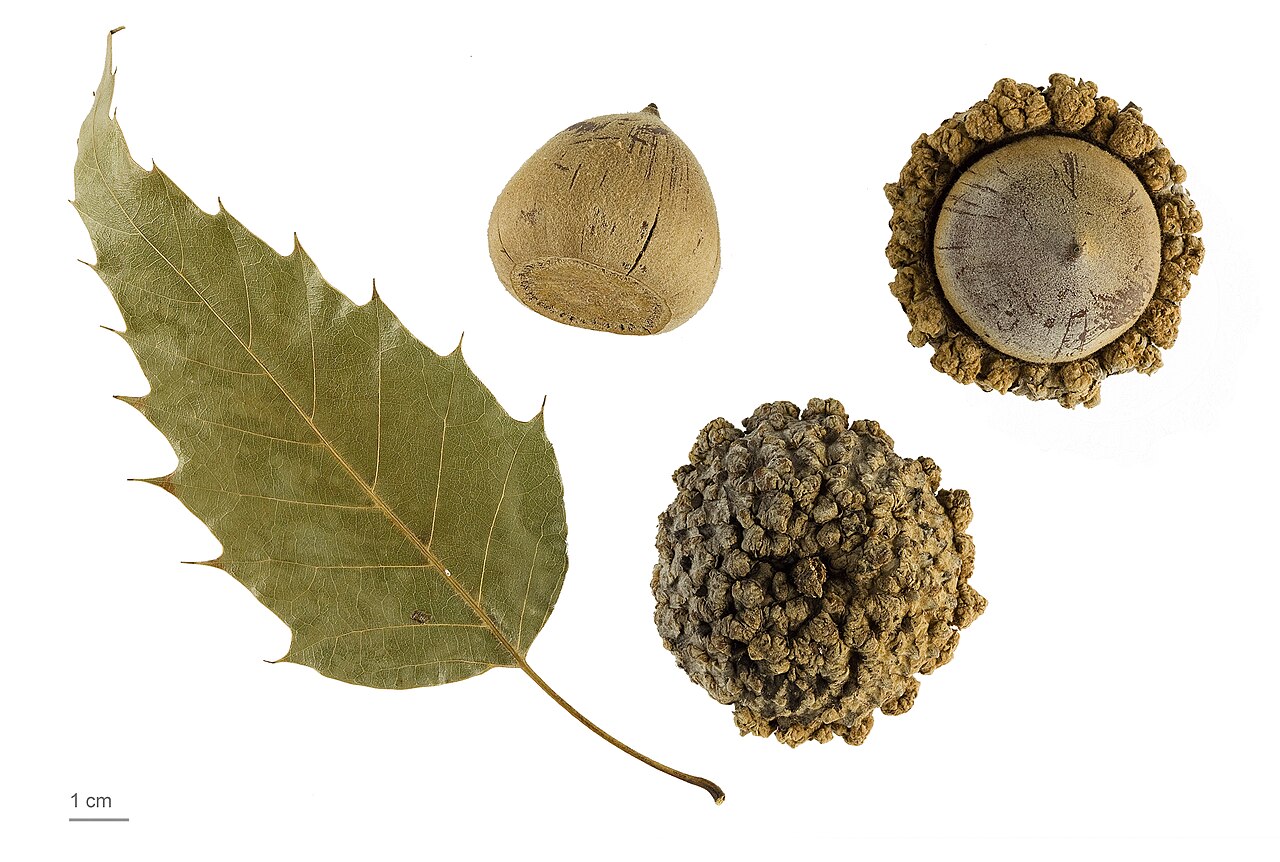 Quercus skinneri: Quercus skinneri , fruits and seeds