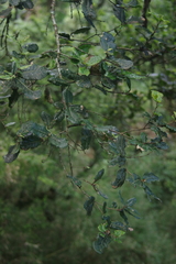 Quercus spinosa (Quercus spinosa)