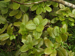 Quercus spinosa (Quercus spinosa)