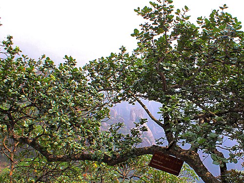 Quercus spinosa: Quercus spinosa