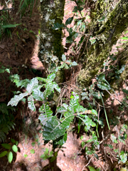 Quercus spinosa (Quercus spinosa)