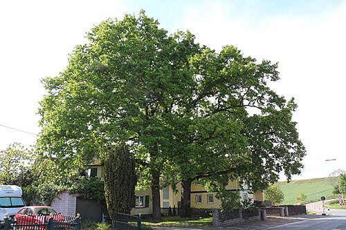 Quercus spinosa: ND-7339-007: Zwei Eichen in Friesenheim, bei Gaustraße 5