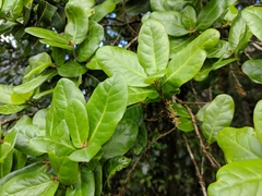 Quercus spinosa (Quercus spinosa)