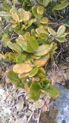 Quercus spinosa (Quercus spinosa)