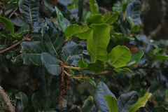 Quercus spinosa (Quercus spinosa)