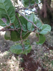 Quercus spinosa (Quercus spinosa)