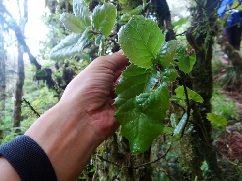 Quercus spinosa (Quercus spinosa)