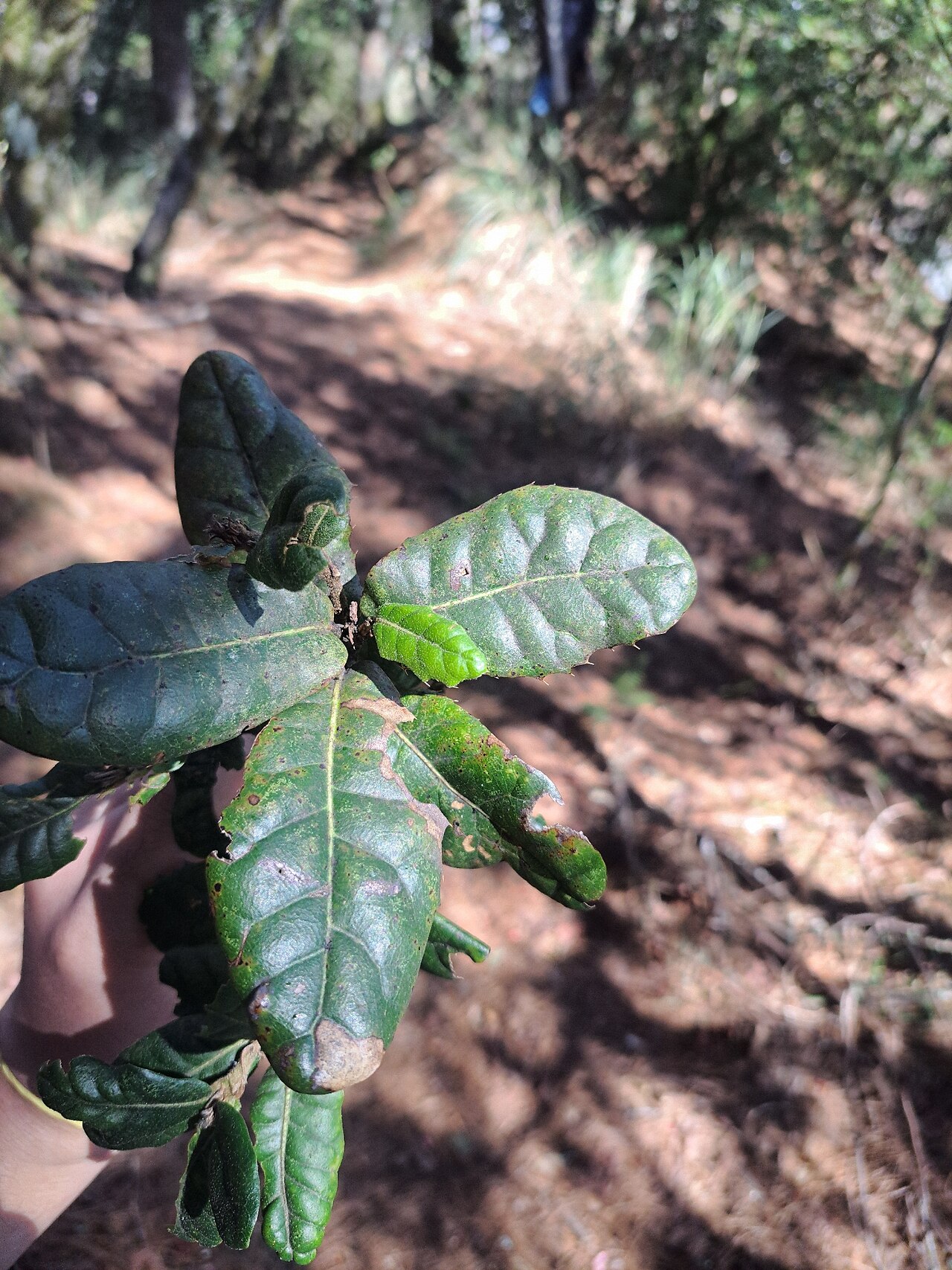 Quercus spinosa: Leaves of Quercus spinosa ssp. miyabei from Hualien county in Taiwan