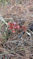 Quercus spinosa (Quercus spinosa)