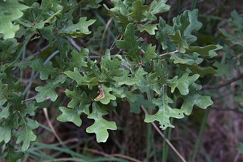 Post oak: post oak