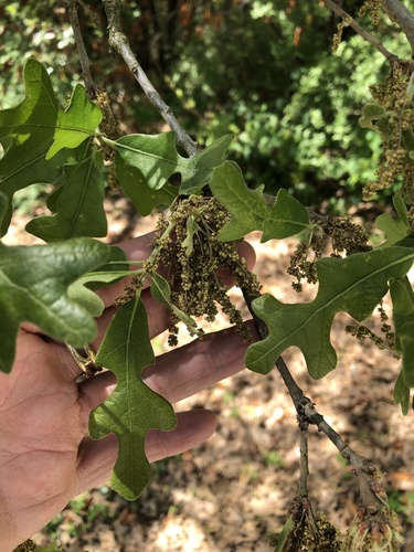 Post oak (Quercus stellata)
