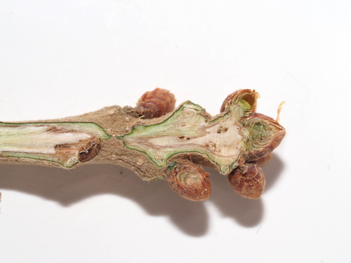 Post oak (Quercus stellata)