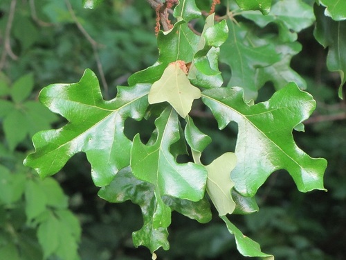 Post oak (Quercus stellata)