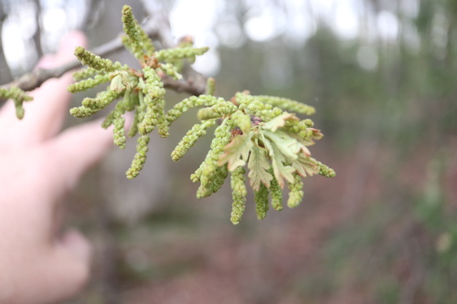Post oak (Quercus stellata)