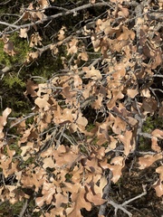 Post oak (Quercus stellata)