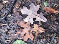 Post oak (Quercus stellata)