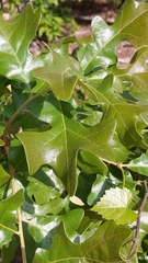 Post oak (Quercus stellata)