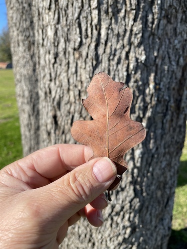 Post oak (Quercus stellata)