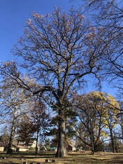 Post oak (Quercus stellata)