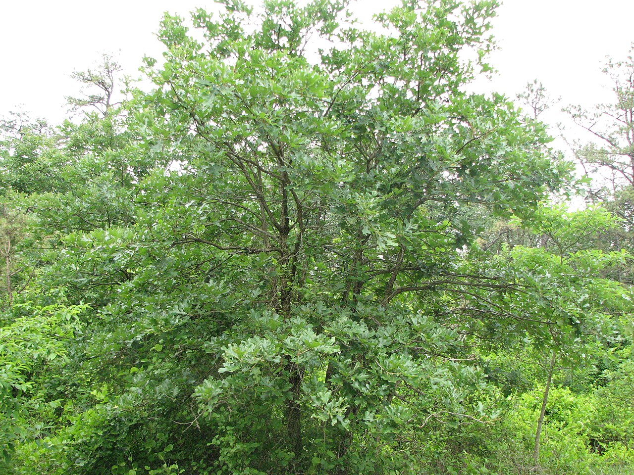 Post oak: Quercus stellata (post oak) tree growing on serpentine barrens, Nottingham County Park, Nottingham, Pennsylvania.