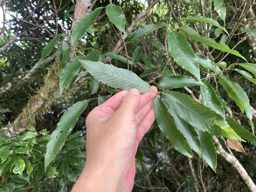 Quercus stenophylloides (Quercus stenophylloides)