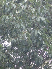 Quercus stenophylloides (Quercus stenophylloides)
