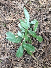 Quercus stenophylloides (Quercus stenophylloides)
