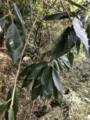 Quercus stenophylloides (Quercus stenophylloides)