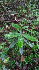 Quercus stenophylloides (Quercus stenophylloides)