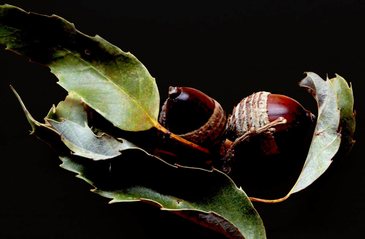 Quercus stenophylloides: The leaves were wrinkled due to water loss. Photo taken on October 23rd, 2016; Edited on March 22nd, 2019.