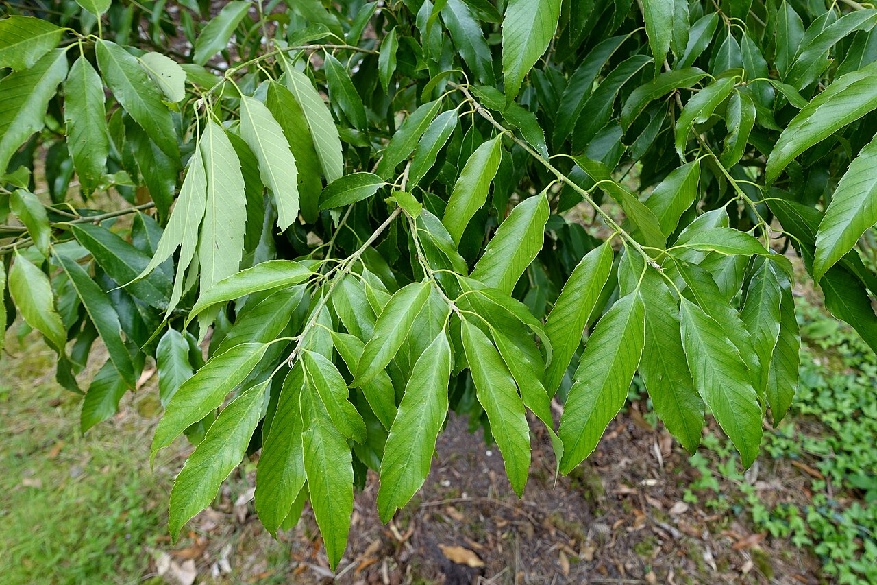Quercus stenophylloides: Horticultural specimen in Sir Harold Hillier Gardens - Romsey, Hampshire, England.