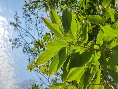 Quercus stenophylloides (Quercus stenophylloides)