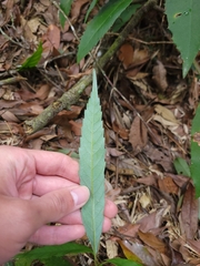 Quercus stenophylloides (Quercus stenophylloides)