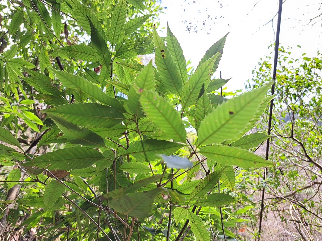 Quercus stenophylloides (Quercus stenophylloides)