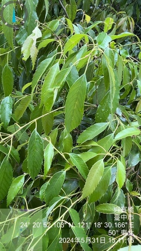 Quercus stenophylloides (Quercus stenophylloides)