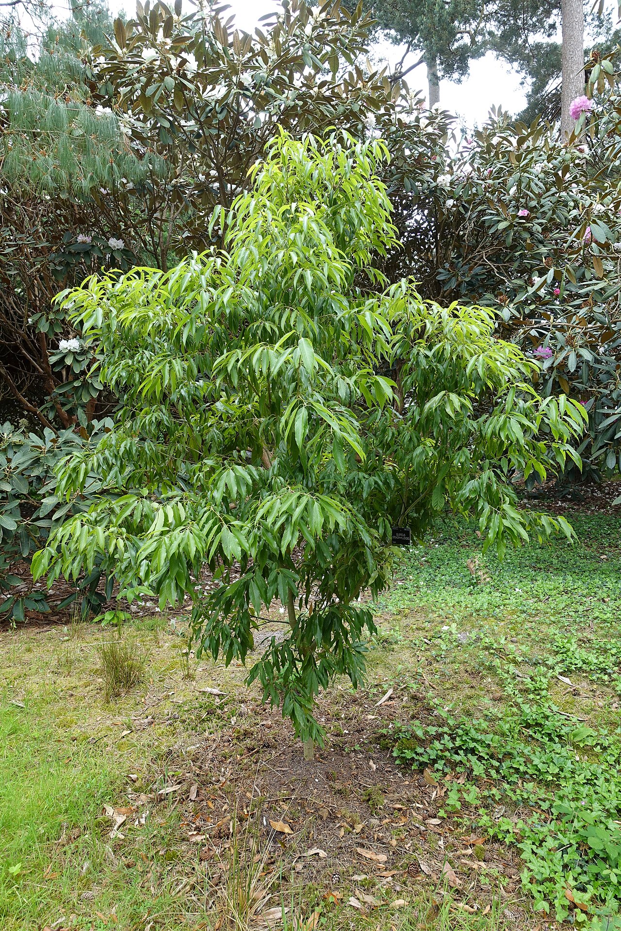 Quercus stenophylloides: Horticultural specimen in Sir Harold Hillier Gardens - Romsey, Hampshire, England.