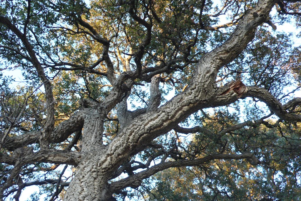 Cork oak: Chêne-liège