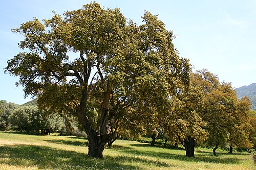 Cork oak: Cork Oak ( Quercus suber ) - Habitat: Filitosa site, ( Corse-du-Sud ) - France .