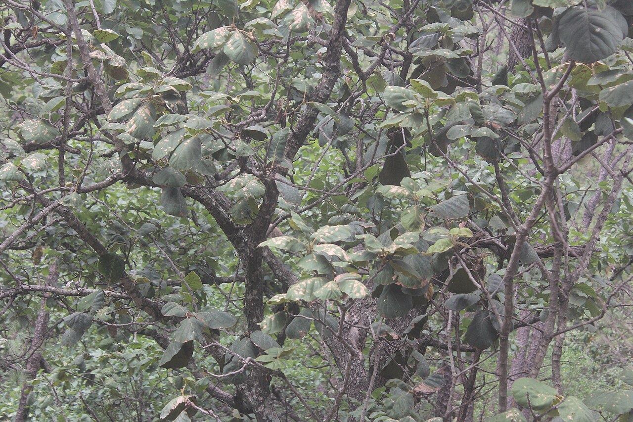 Quercus tarahumara: Quercus tarahumara. Species of plant.