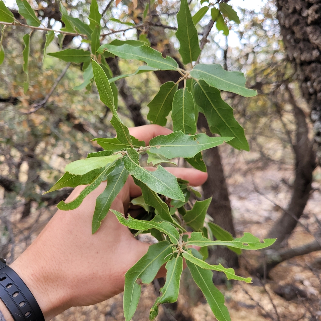 Chisos mountains oak (Quercus tardifolia)